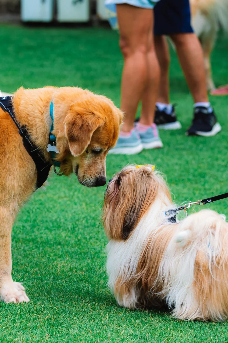 Dogs meeting on a grassy field