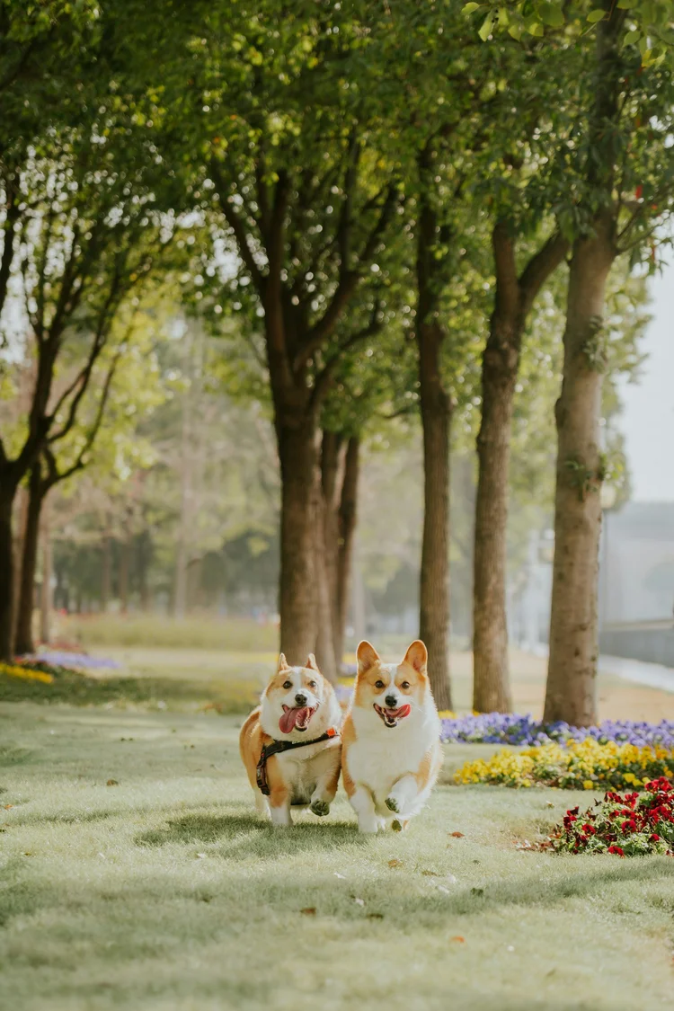 A dog walking along a tree-lined path